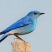 Mountain Bluebird
